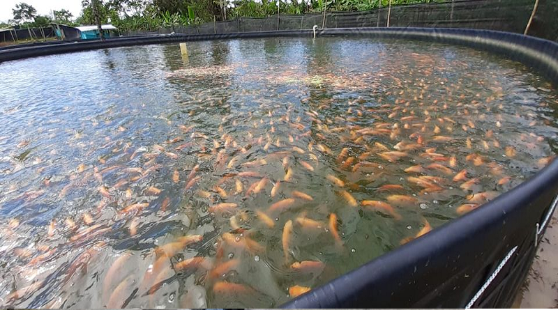 Comuna barinés impulsa su economía con proyecto de piscicultura